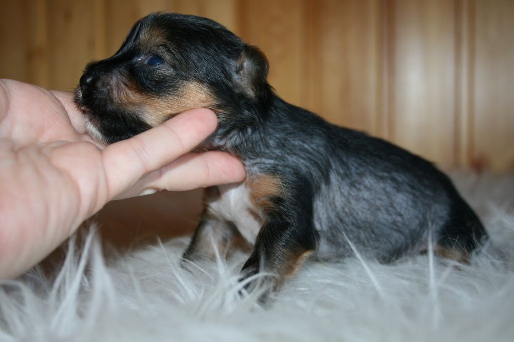 Bella Konstanta Origami