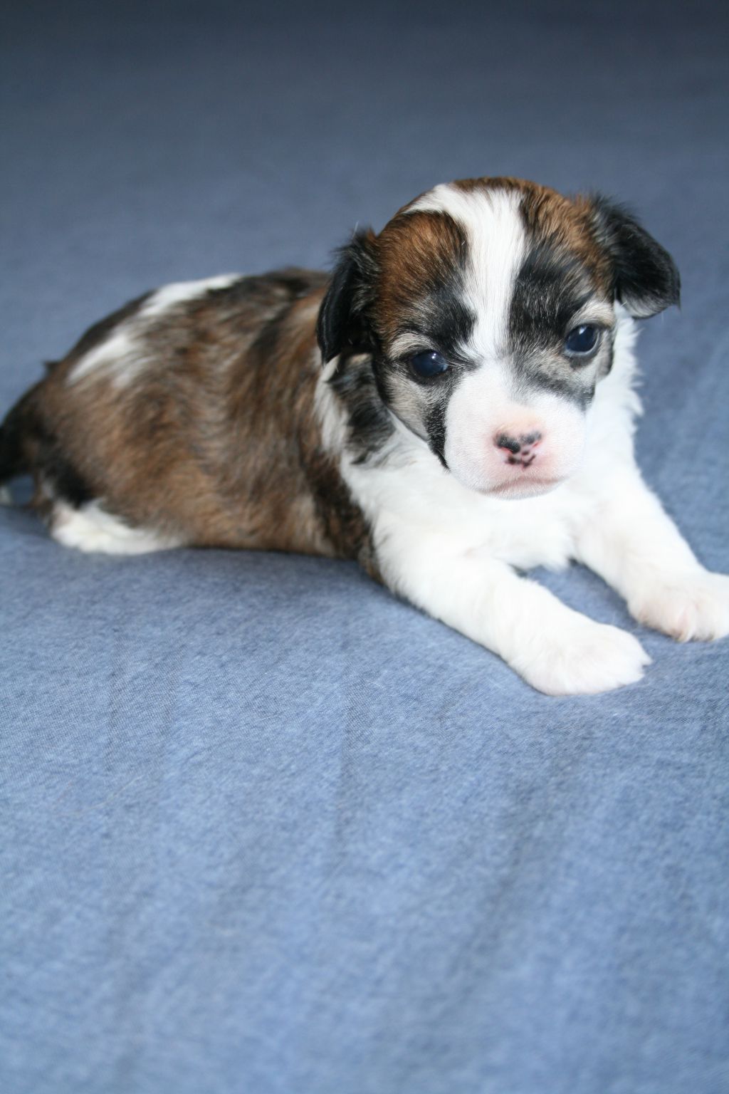 CH, JCH Magnus Staff Julia Roberts