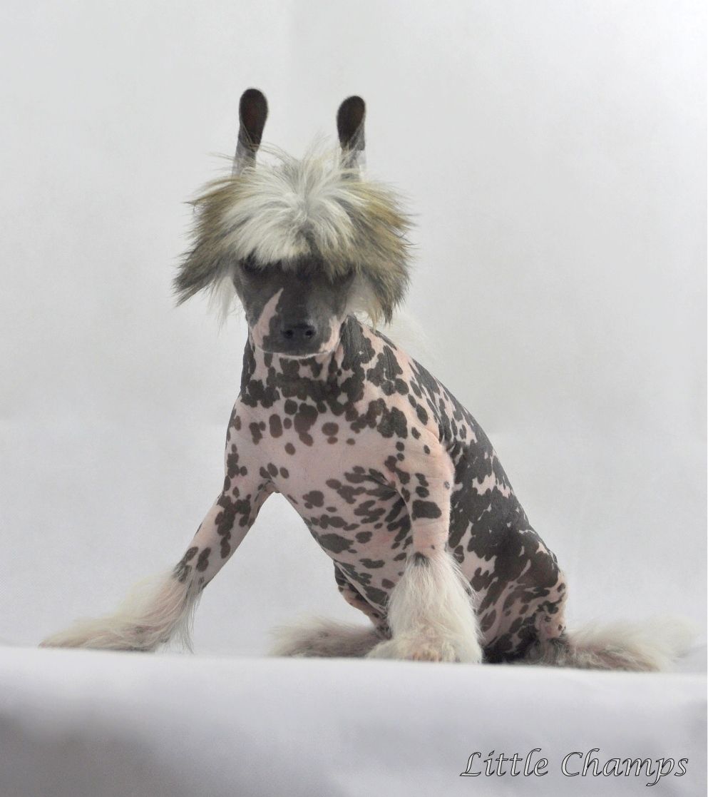 Johnnie Walker Little Champs