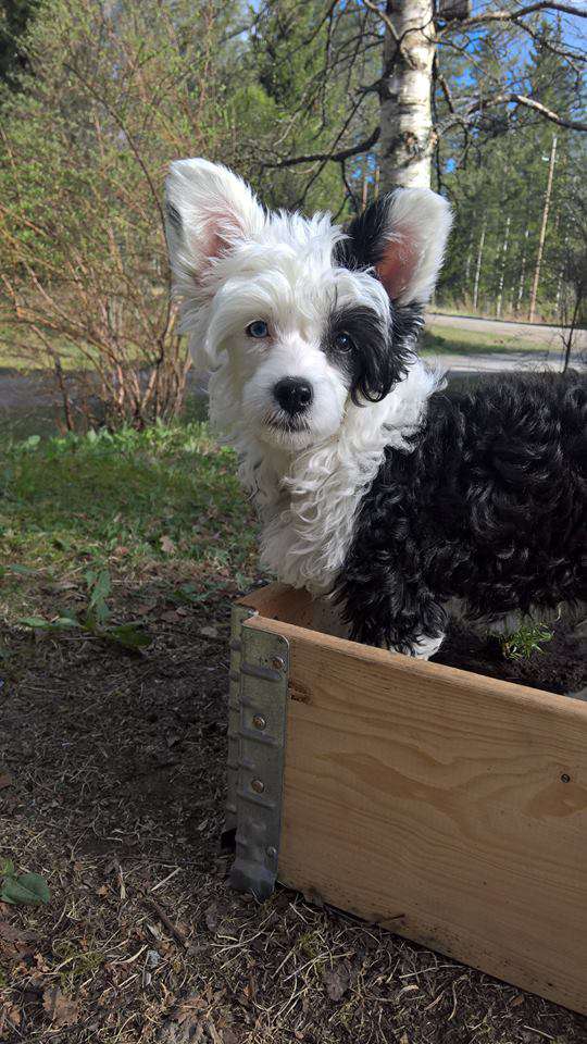 Valanyan Hello Pumpkin