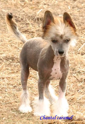 Chantal caramel de almamasan