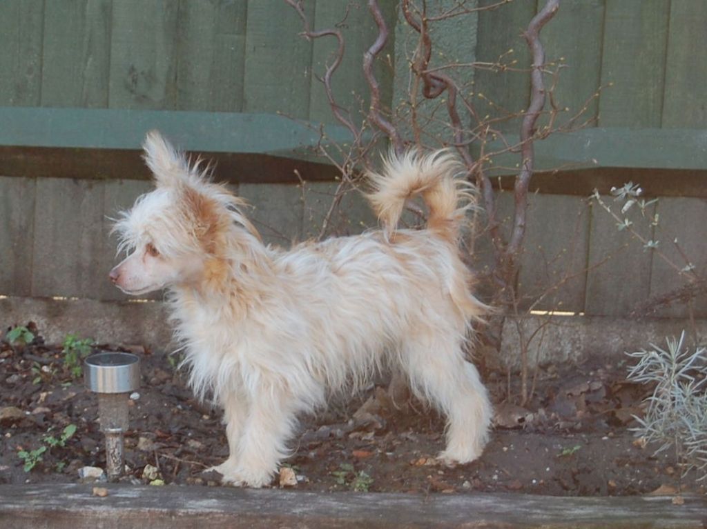 Prajna Costa Fortune