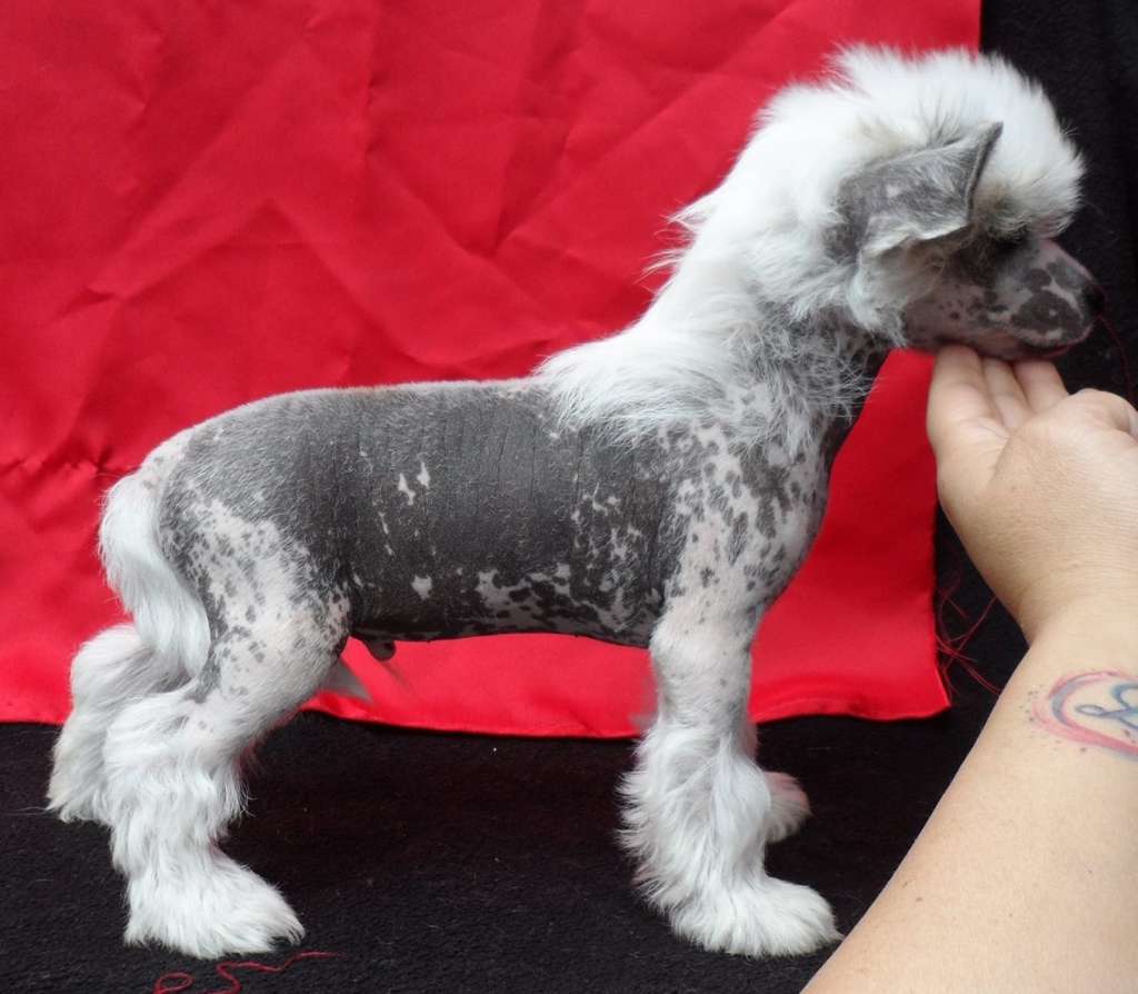 love heart Valentino