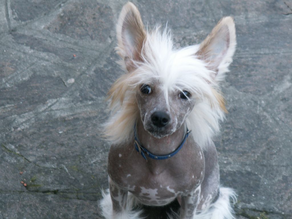 Hiszpanski Zdobywca BONO