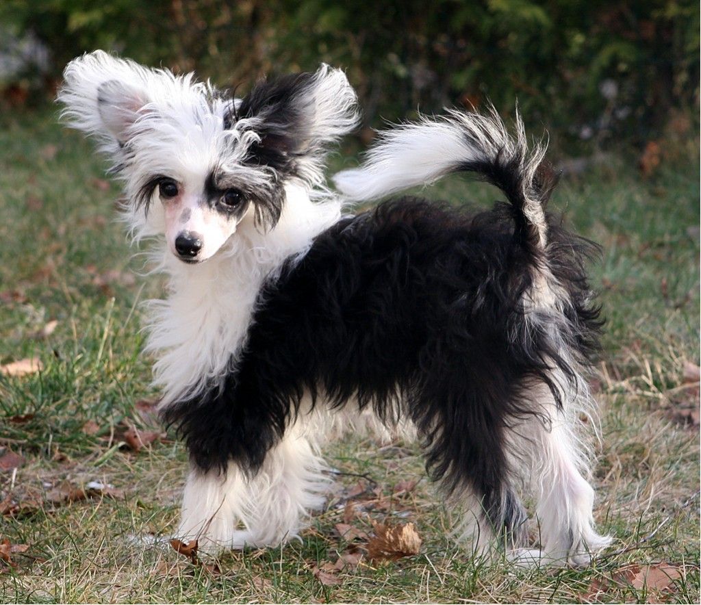 Curlycrest's ICQ Baby