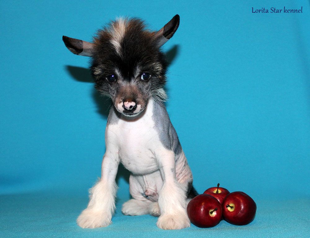 Lorita Star Glamurnyy Macho