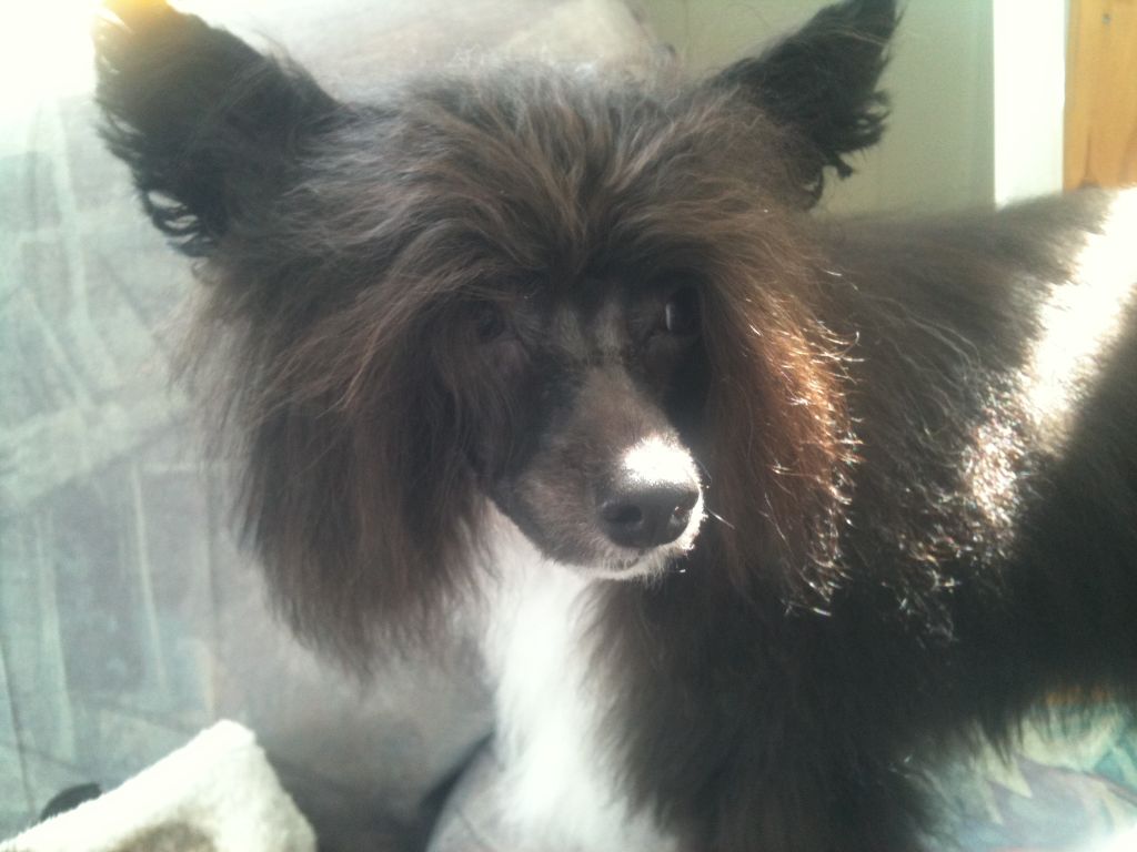 RCrested Punk Rocker Rise Against