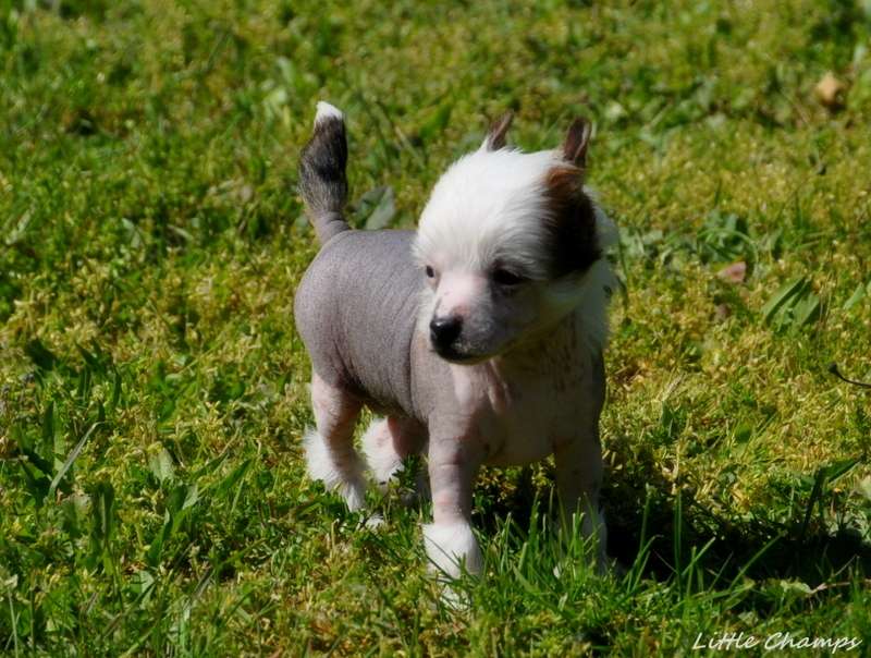 Pomme d'amour Little Champs