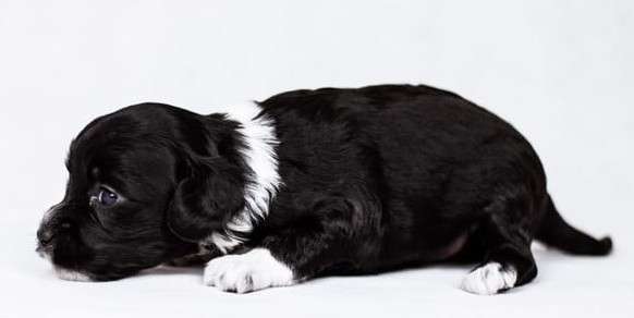 Healing Power Bad Boy