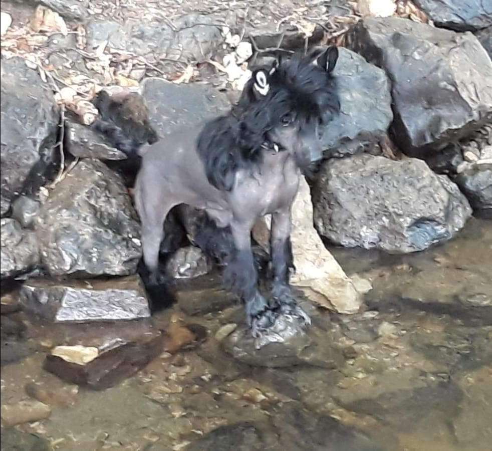 Fidelio von Dolce Diamante