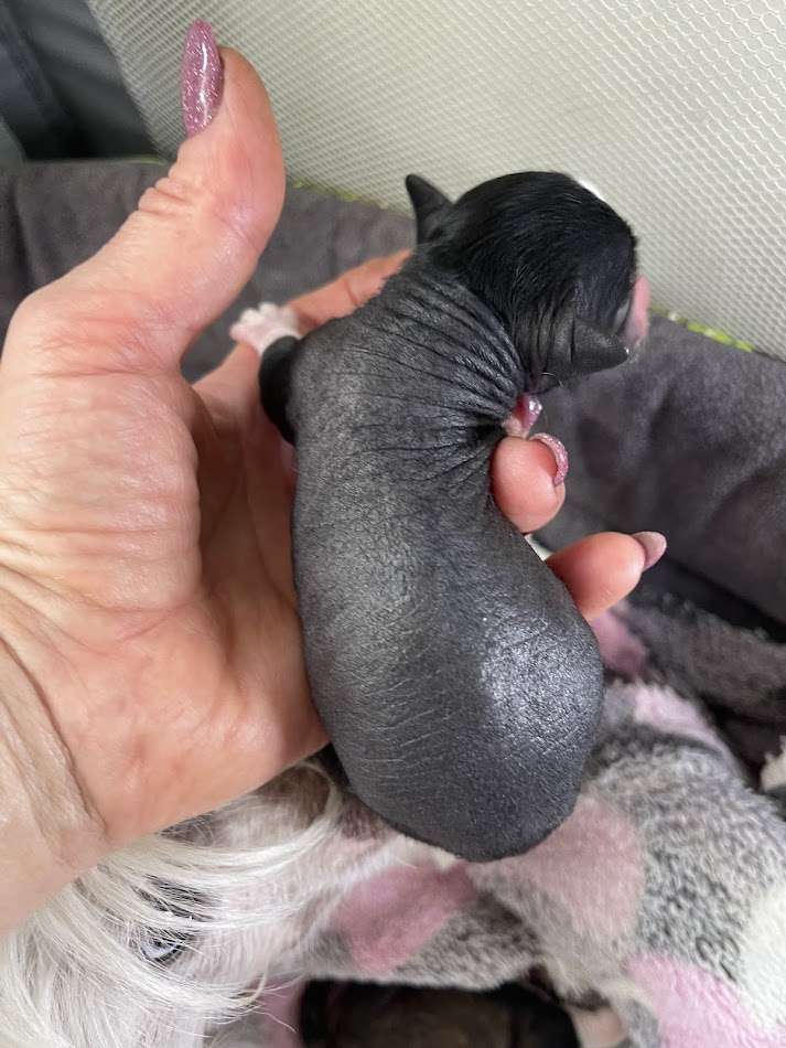 Show Galaktika Zircon