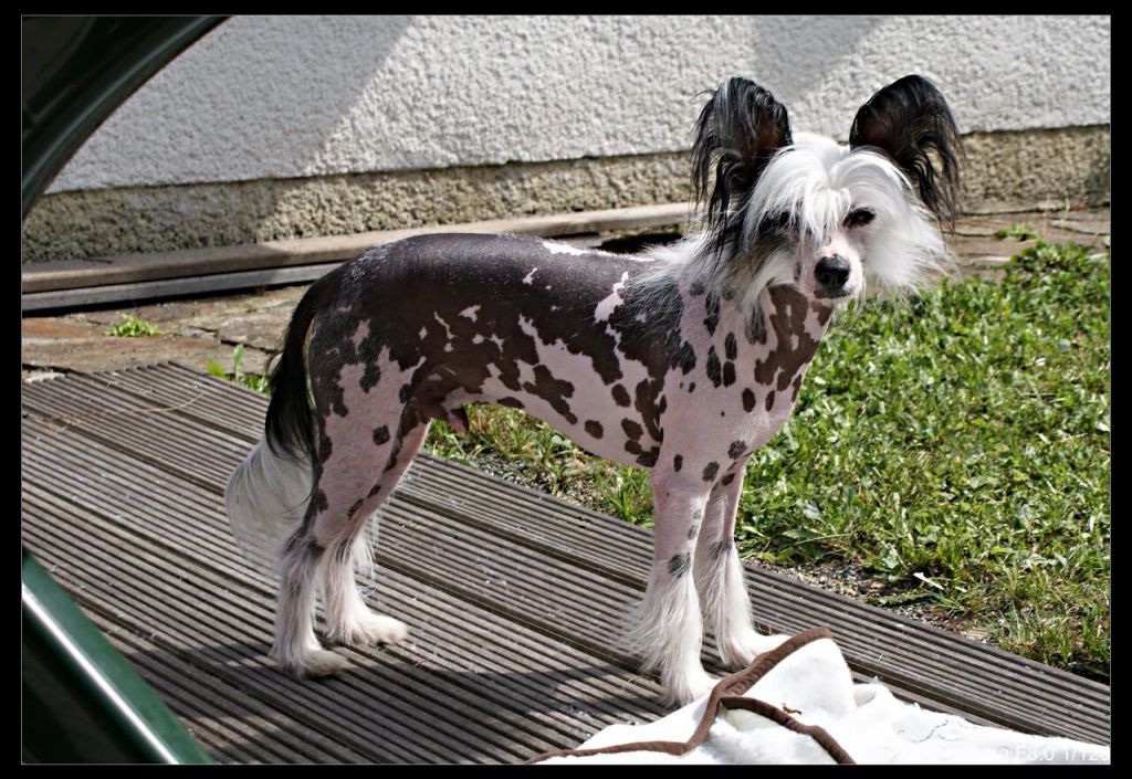 Hossey Chrustowianki