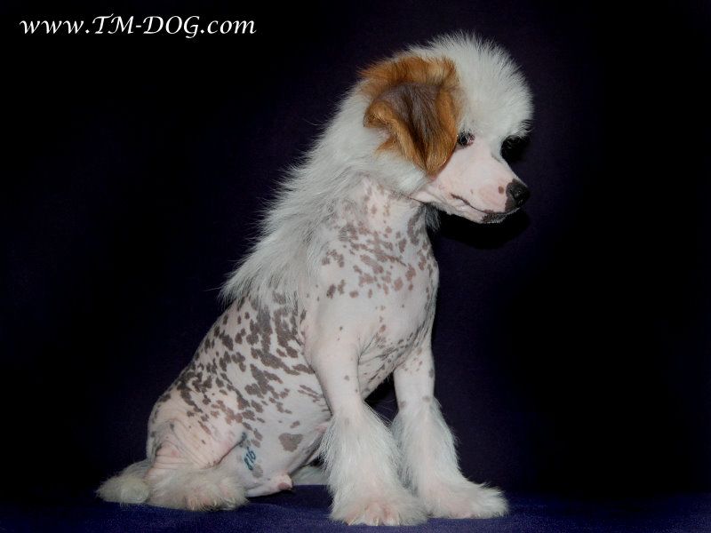 True Magnifisen Flash 