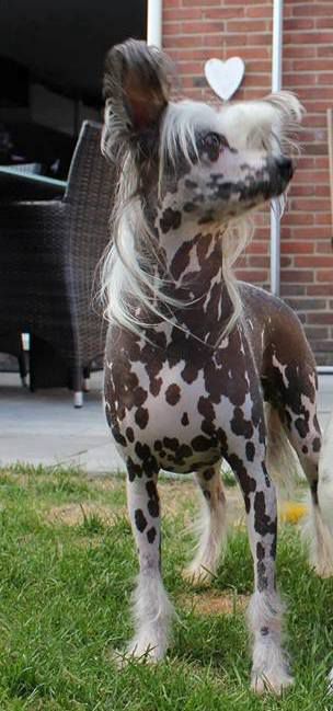 Little Gate Keeper of Gizzy's Home