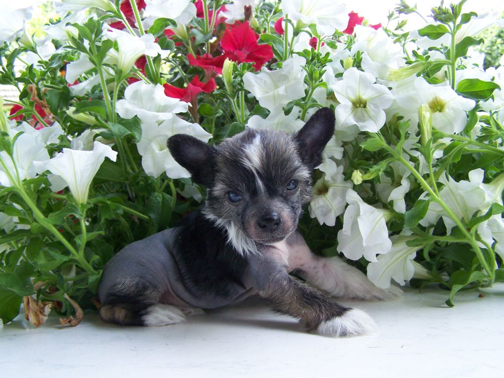 Darling pearl Gintaro Magija