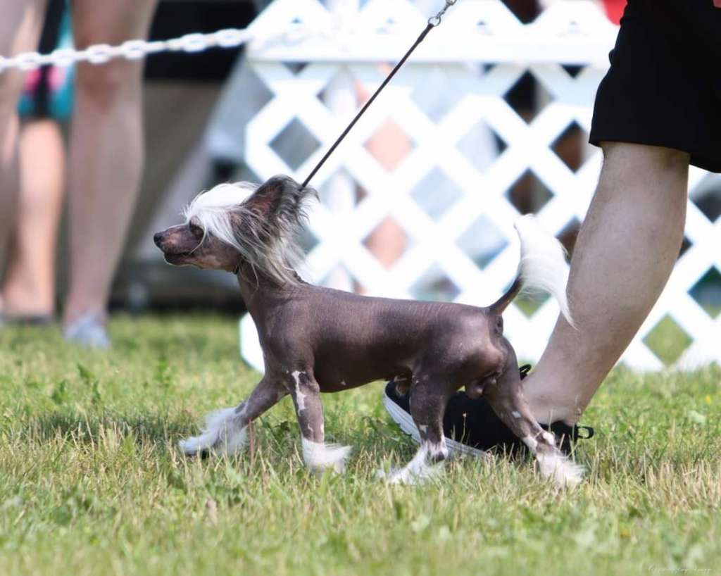 Denali's Traveling Man