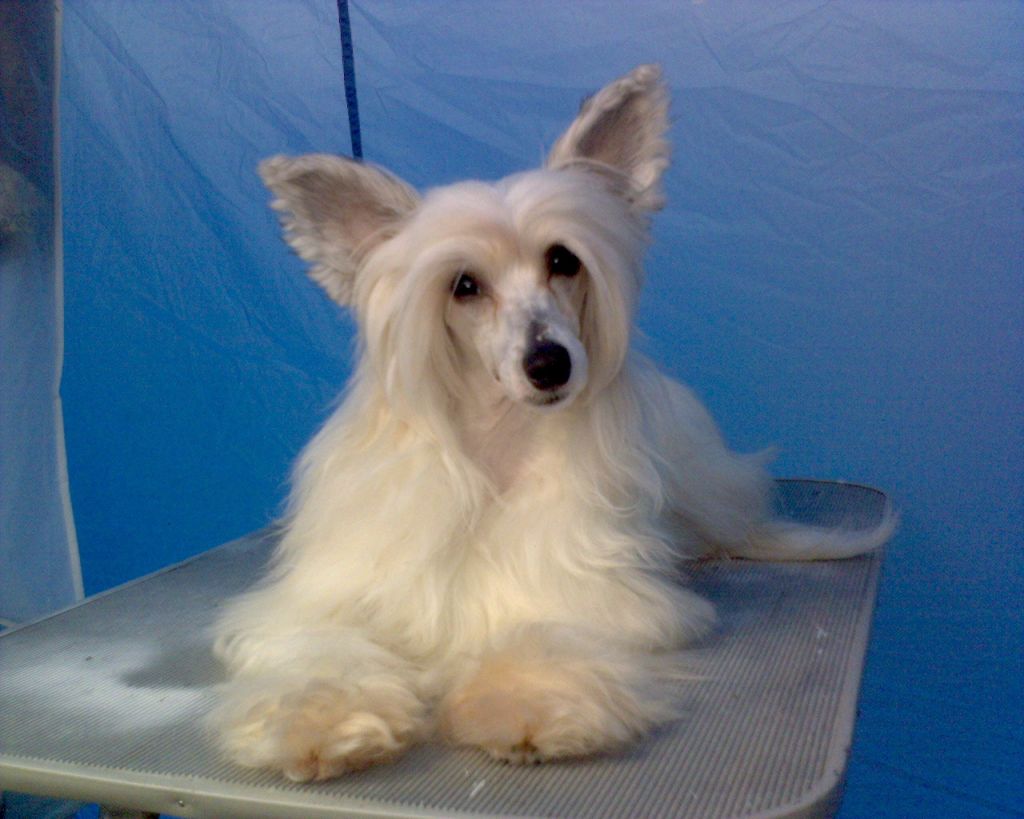 Hibacka's Successful Isis