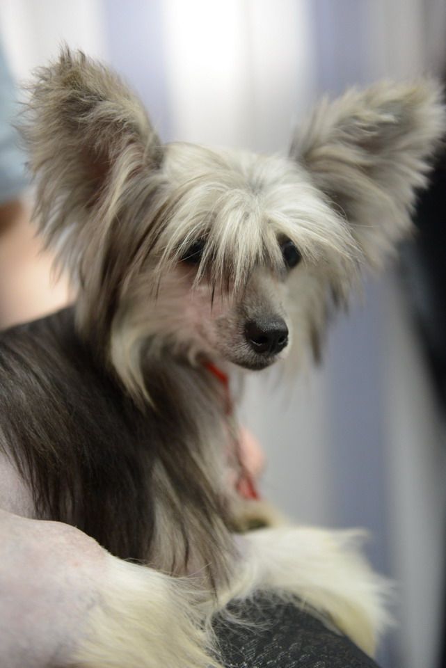 Jurata s Tushinskogo Doma