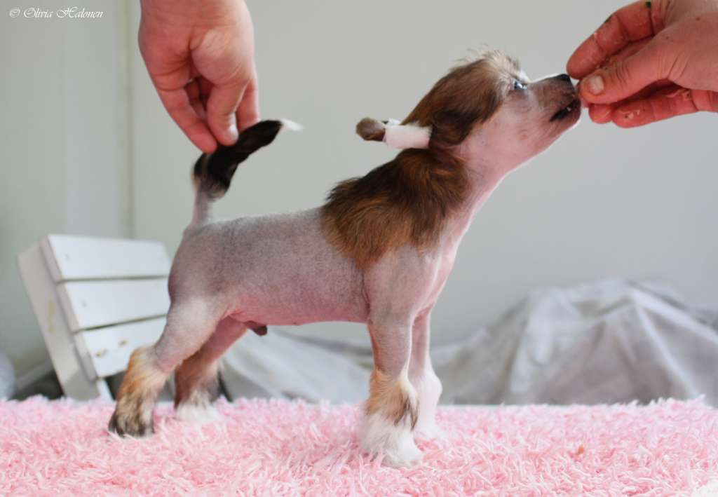 Xtra Bold Diamond Digger Saga