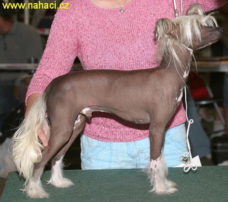 Elton Kalis z Treste