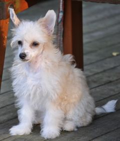 Dogtrix Harmoniska Hjördis