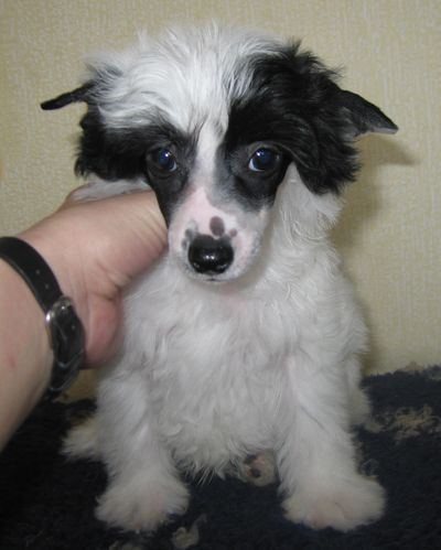 Apriori Vip Ju Shang