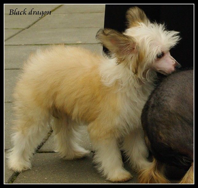 MALINKA od Zbojnika Ondraszka