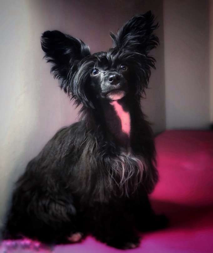 Myrnas Mignon Étoile Beautiful Moon