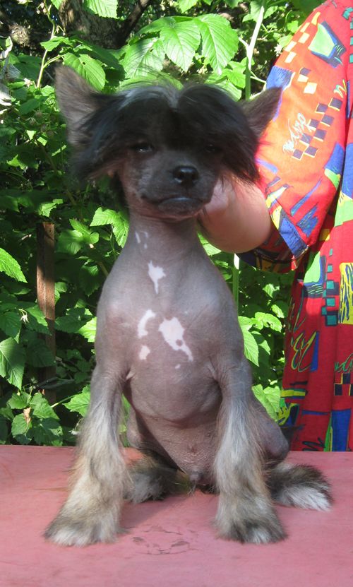 Angel O' Check Zodiak