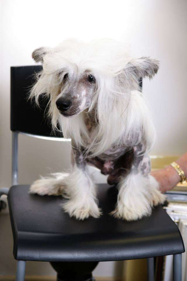 Fantastik Kashmir Shato Shobine