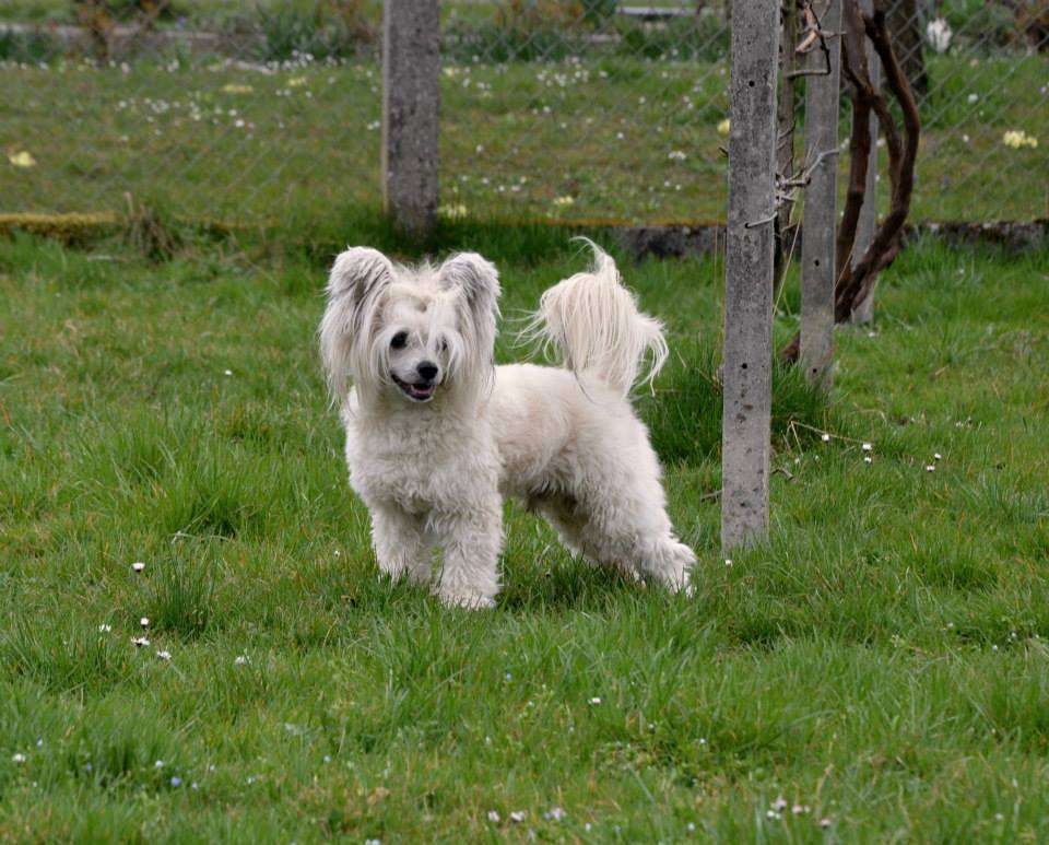 Fevy's Finest Brownie