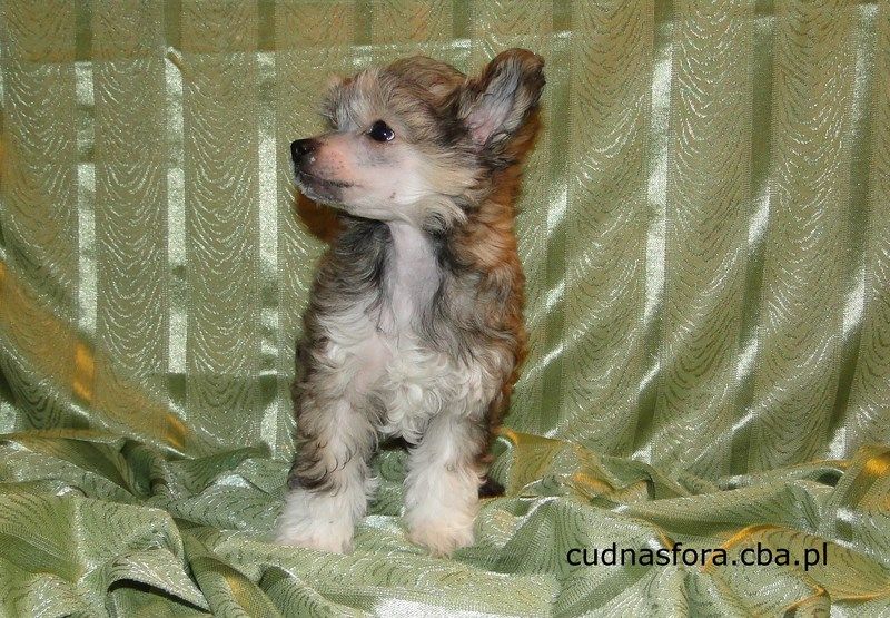 Cudna Chocolate Cudna Sfora