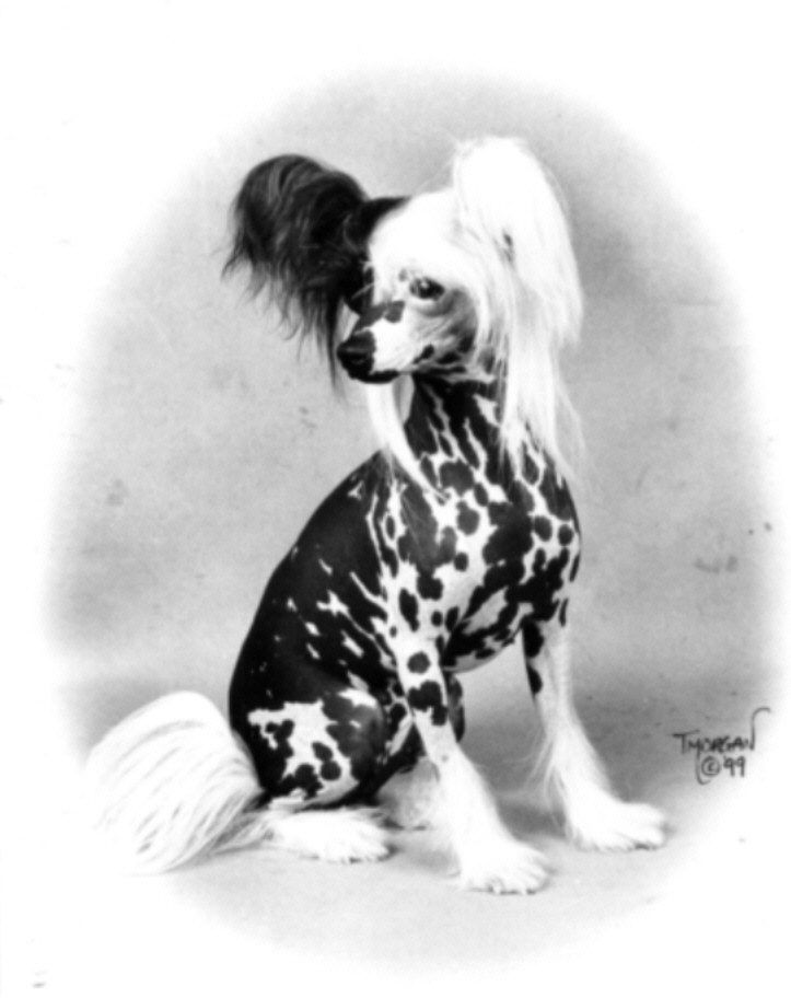 Chinois Cherish The Love