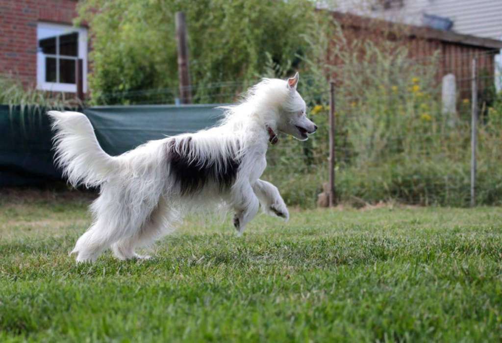 Crazy Cresteds Escapada Tinu