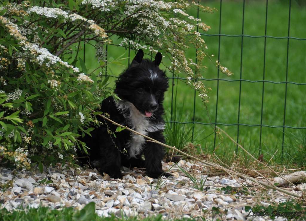 Nérée Little Champs