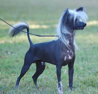 SaTaMu Fei Xing Zhan