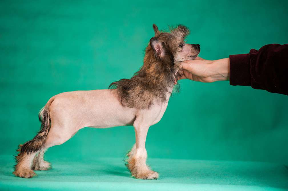 Planeta Angelov Whiskey