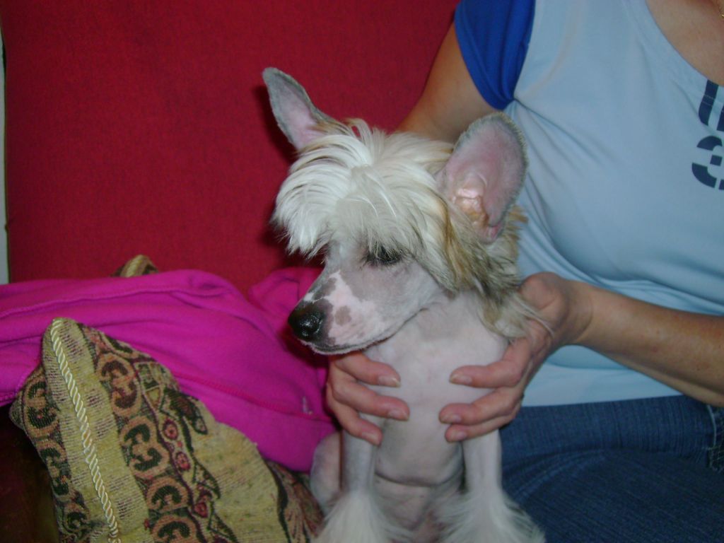 Ali Pasa Foxly Bohemia