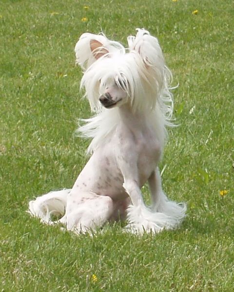 Bayshore Dash'N Thru The Snow