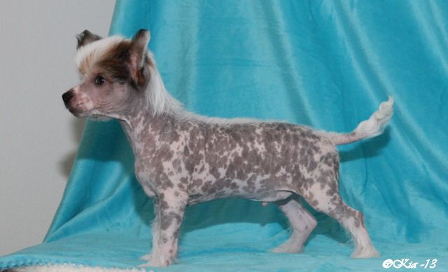 Tirlittan Harry Potter