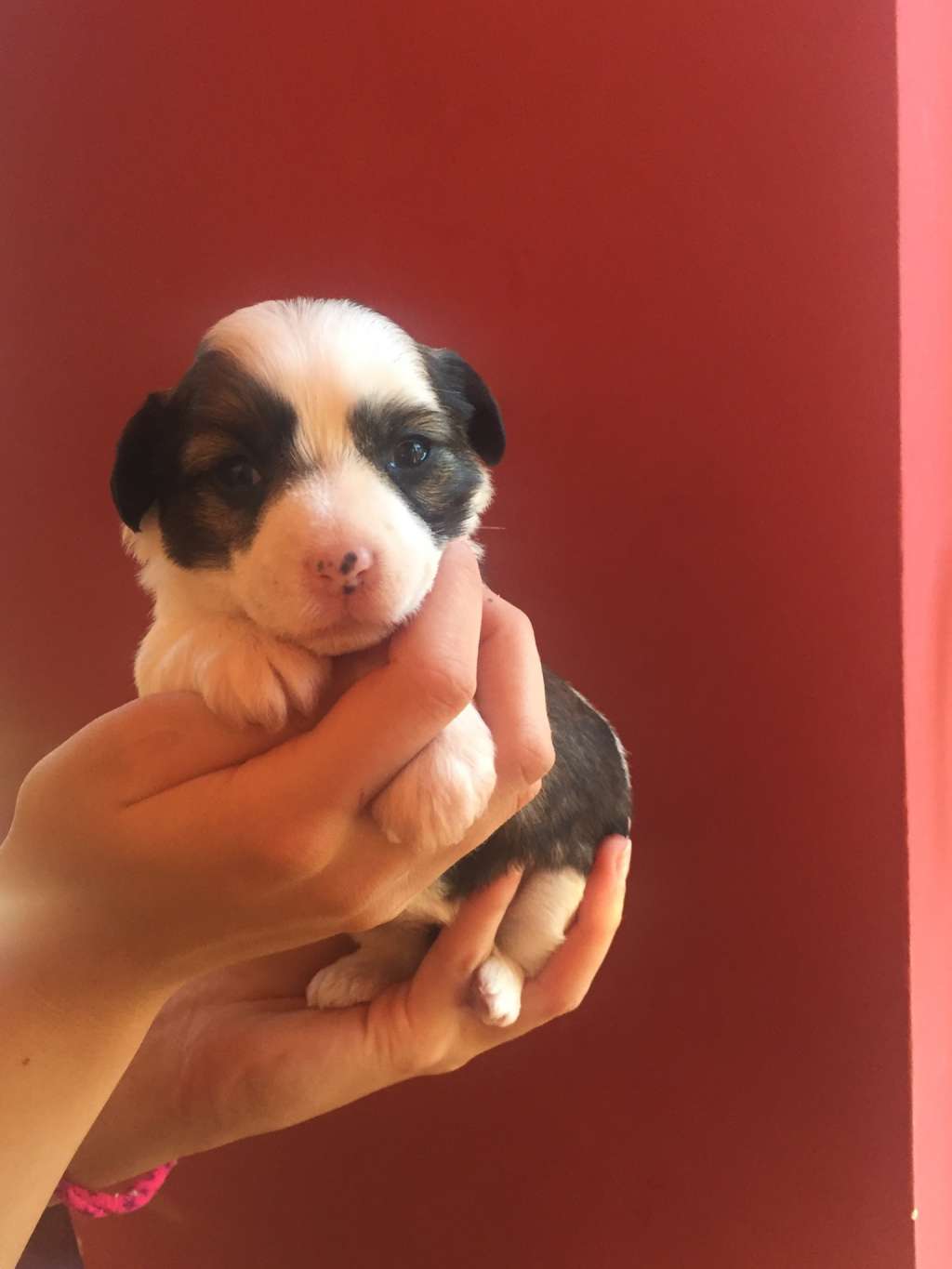 Golden Deer Jingle Bells