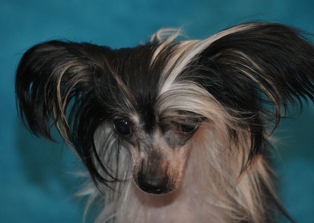 Selfcresteem's Peep Show Bunny