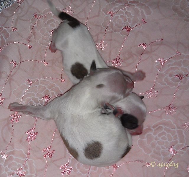 B..... iz Jablonevogo Sada