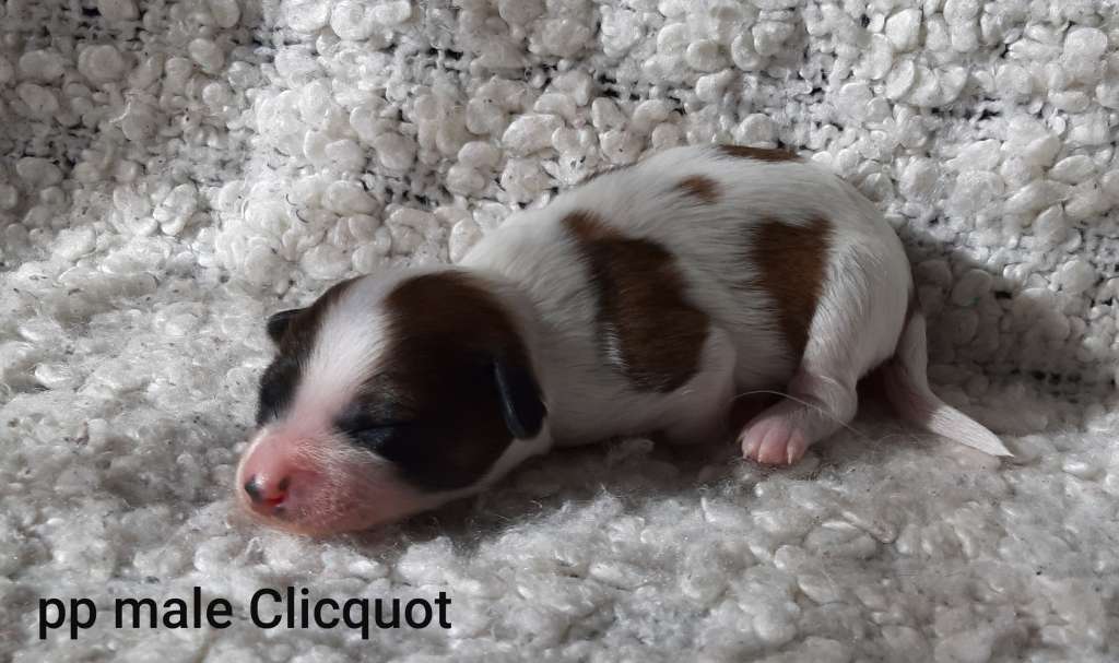 Family Song's Clicquot