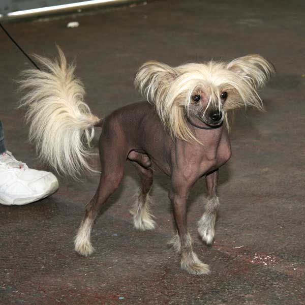 Air Force One des Bois Jarez