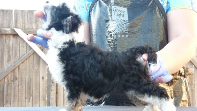 Apriori Vip Fiore Di Latte