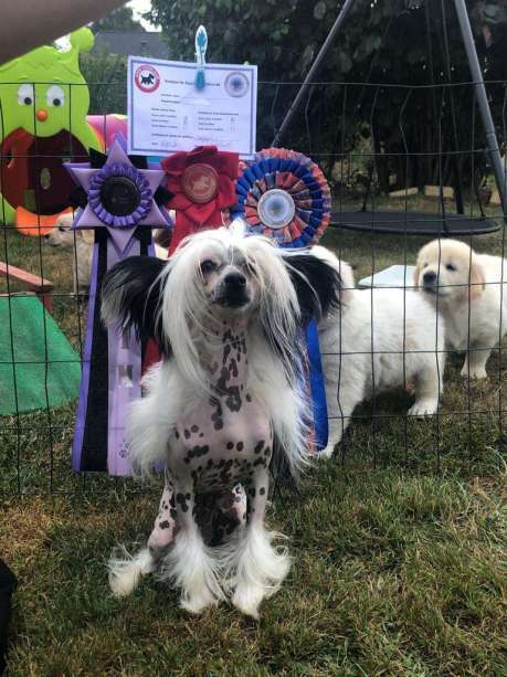 Sunsnoopers dream your life Amaly