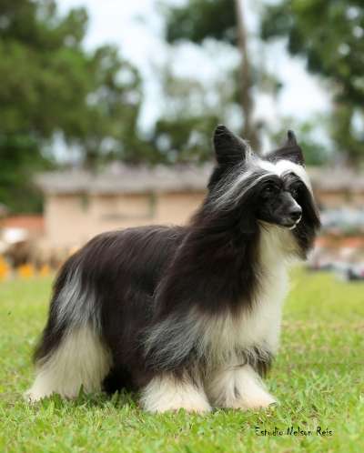 Eashik's Bianco e Nero