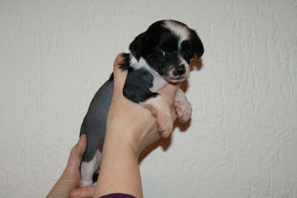 Brandy Of Samira's Paradise