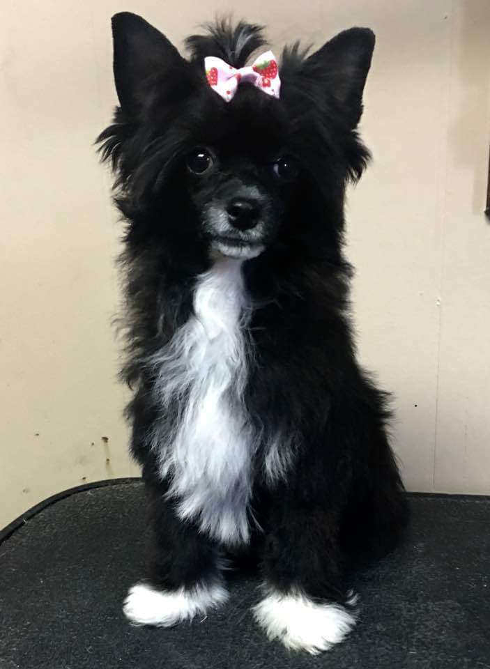 Delende Black Beauty